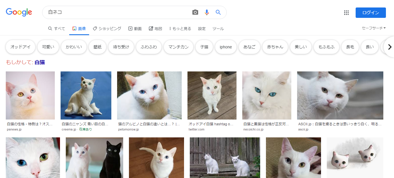 FireShot Capture 013 - 白ネコ - Google 検索 - www.google.com.png