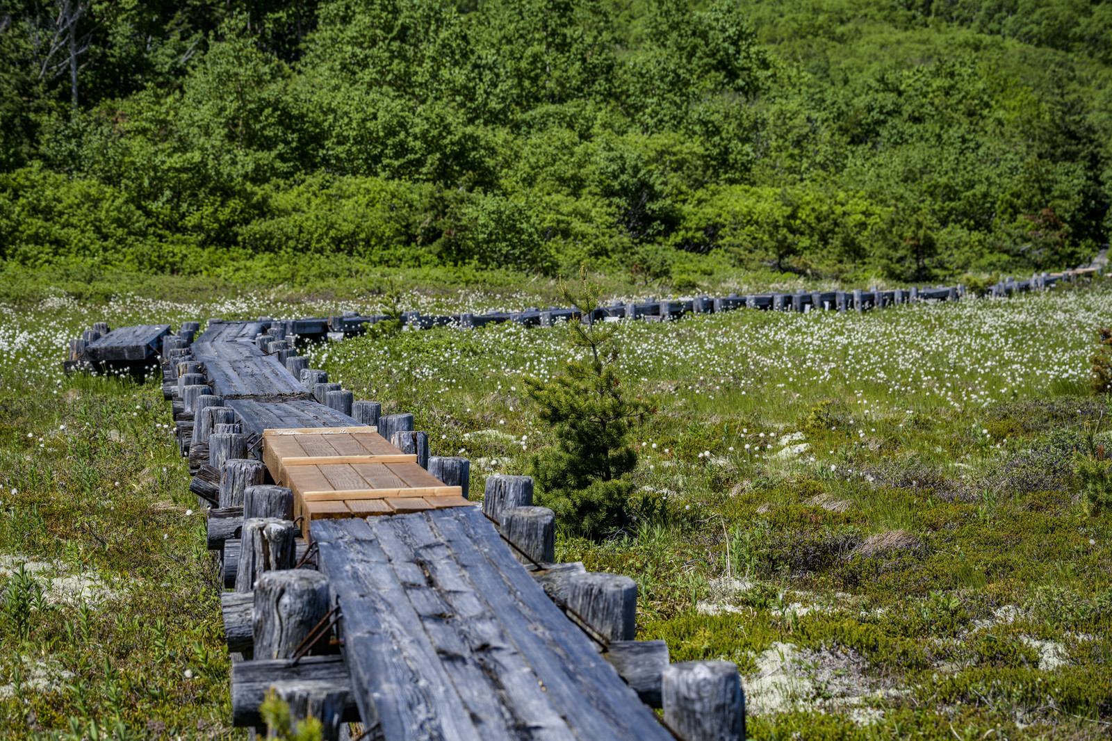 浄土平にかかる一部改修された木道