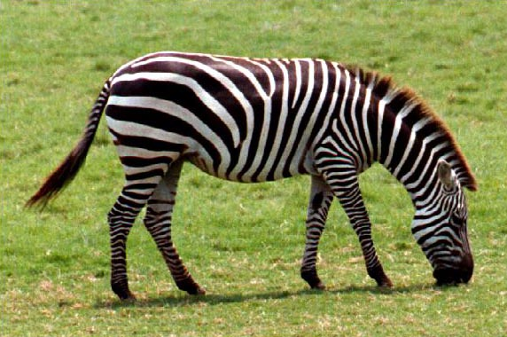 zebra.png