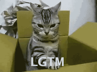 Go を用いて猫 Gif に Lgtm テキストをつけたかった Laptrinhx