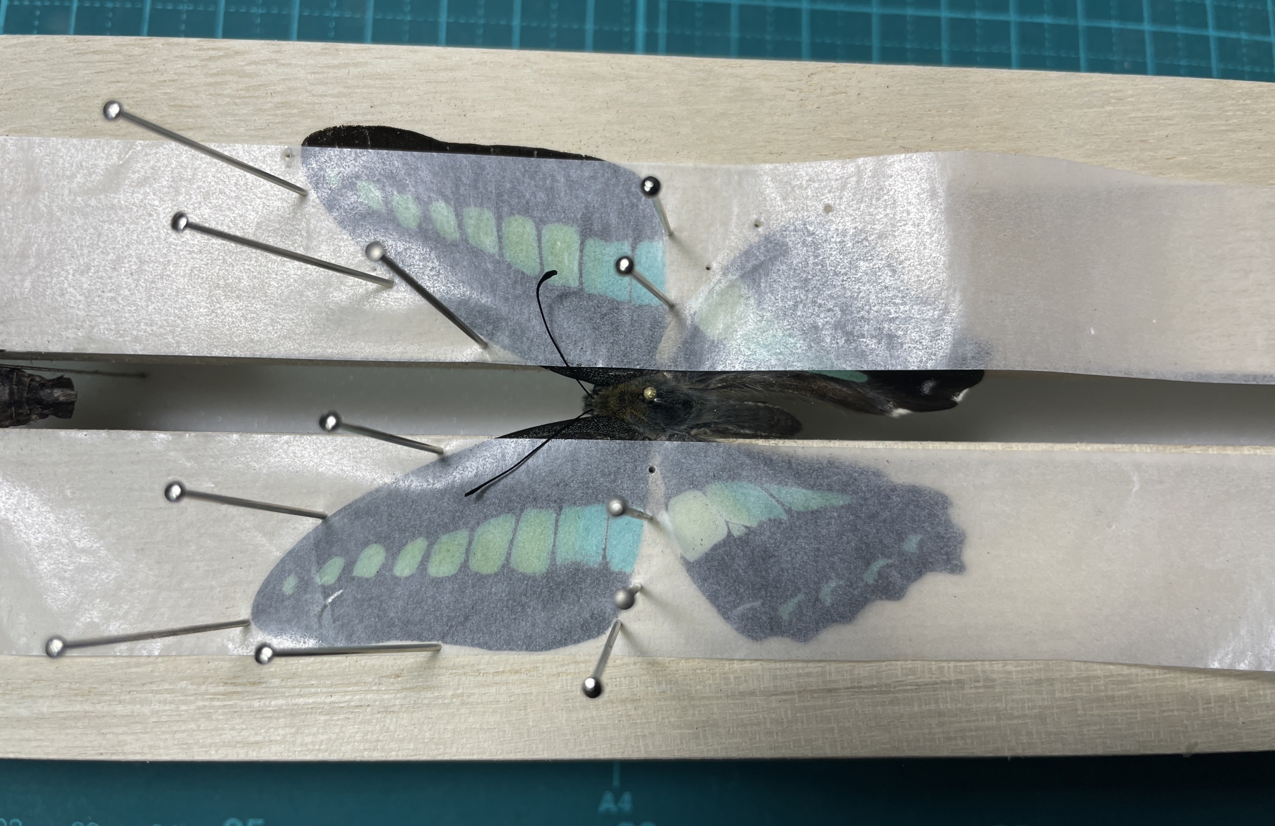 しがない明治大生による昆虫標本の作り方解説~初級編~ ##豆腐老害