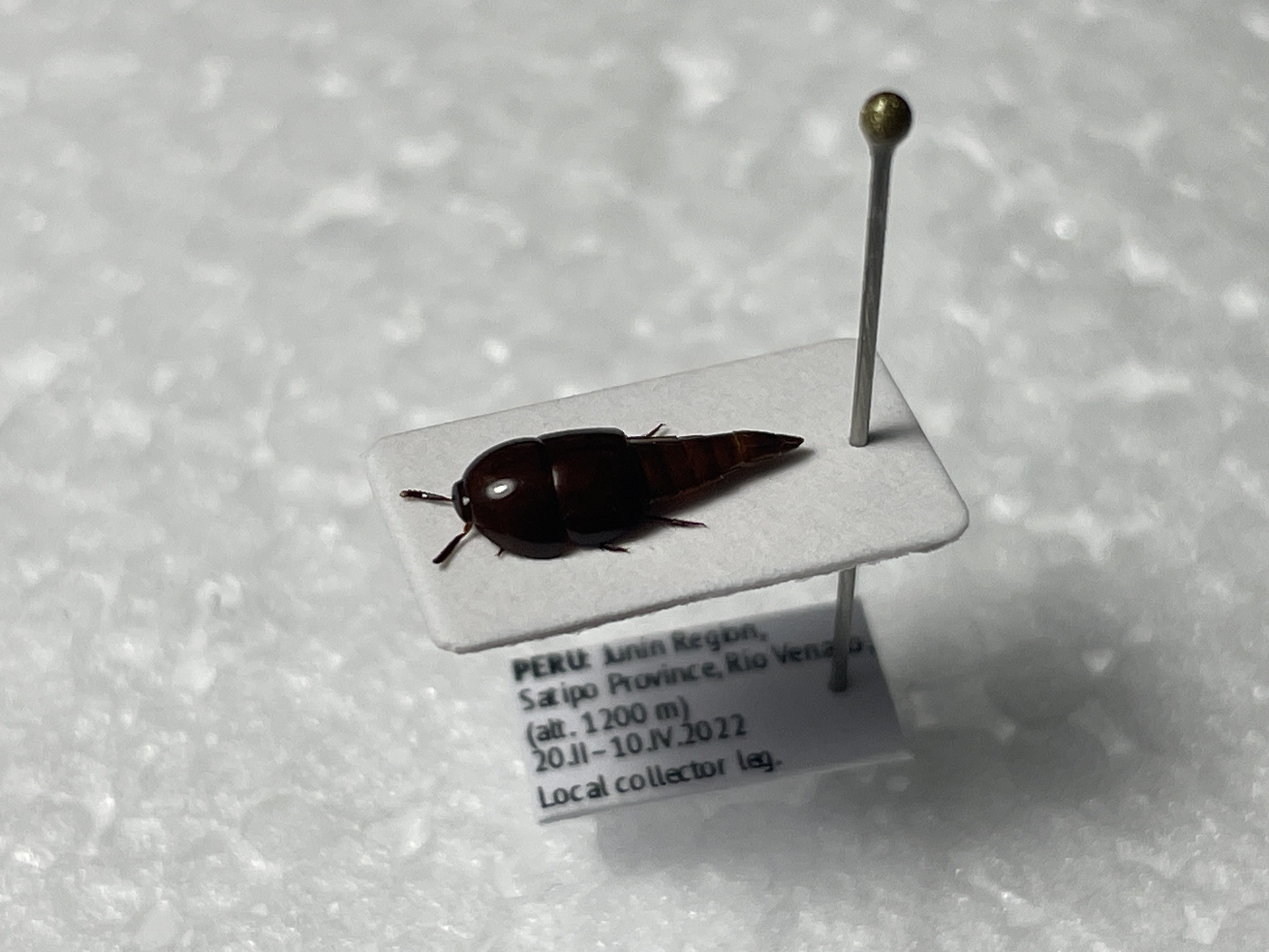 かが【標本】 まとめて 119_1_expand.jpg