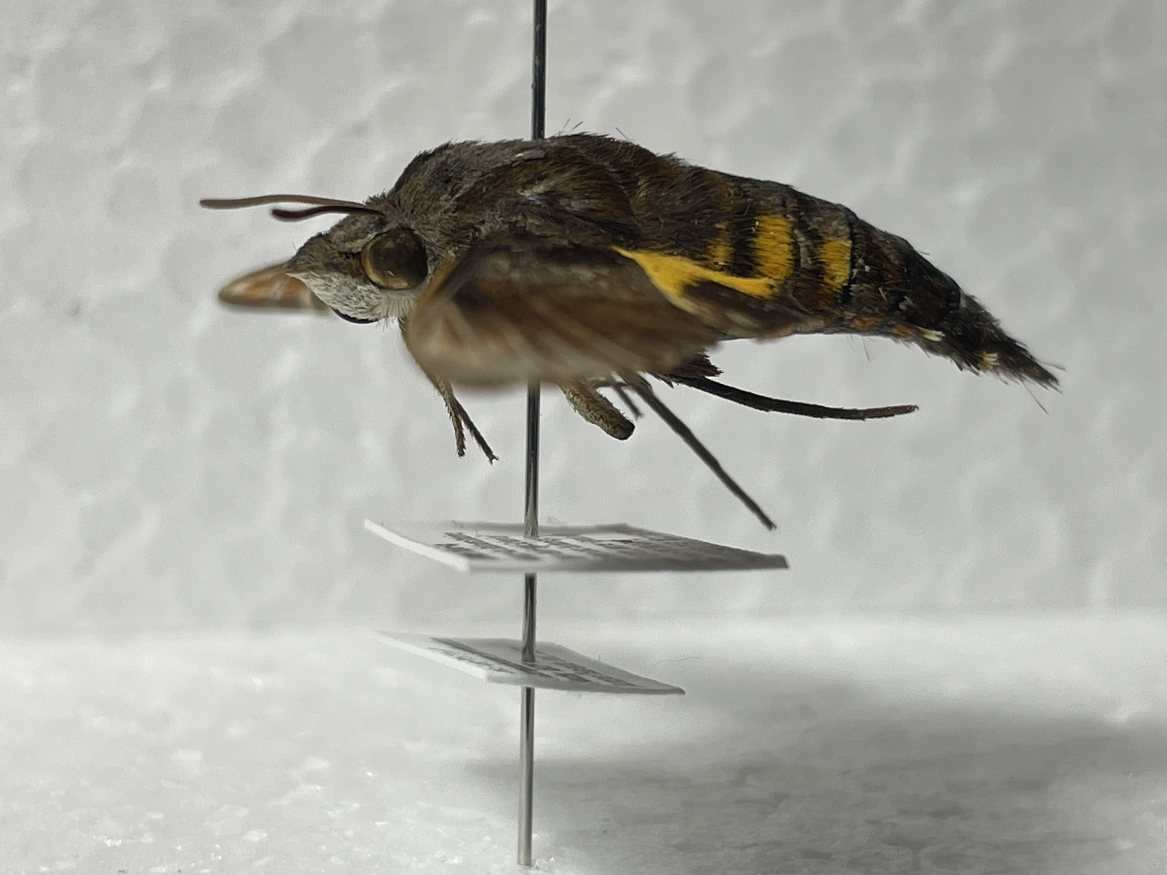 しがない明治大生による昆虫標本の作り方解説~初級編~ ##豆腐老害