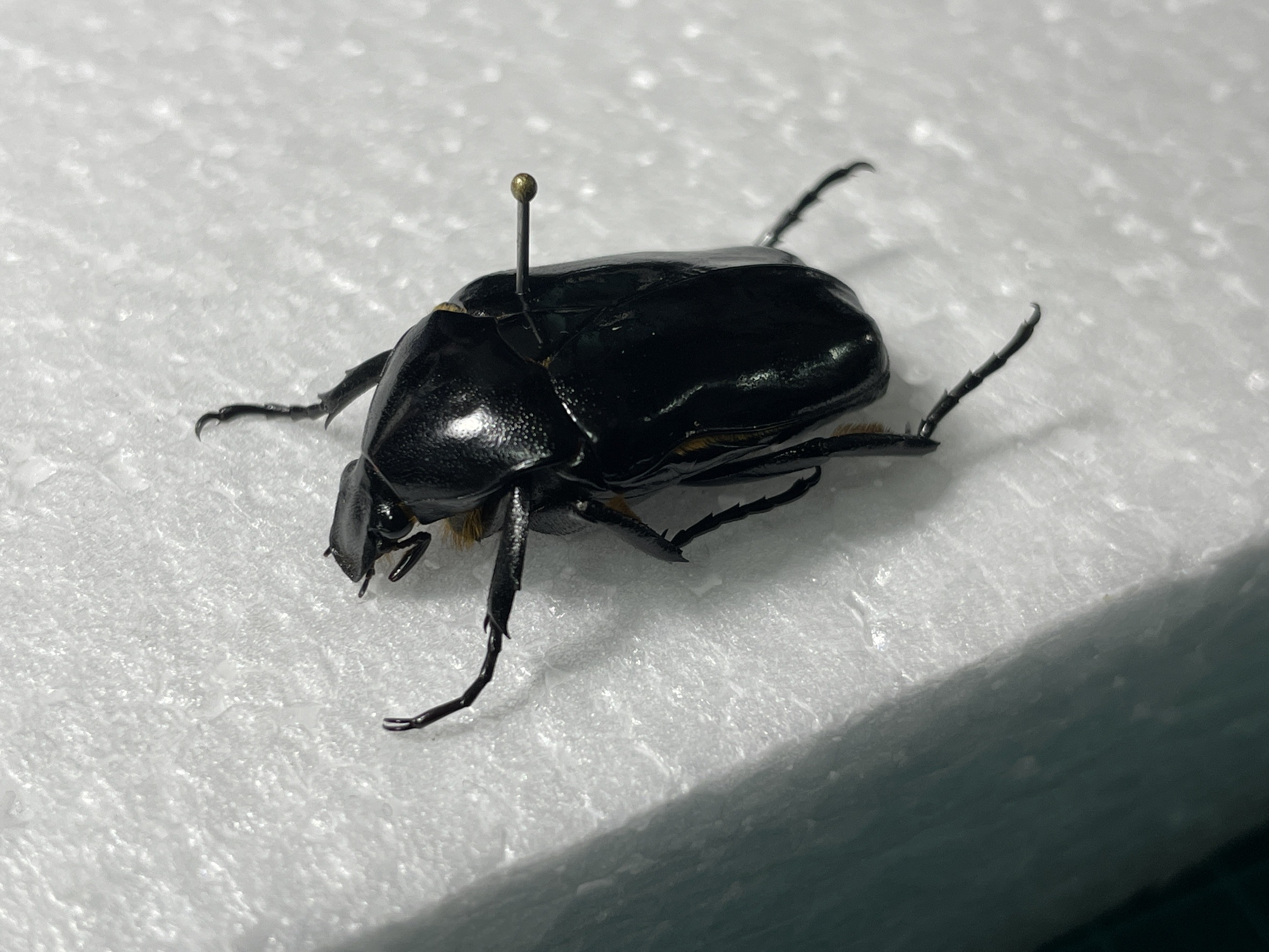 しがない明治大生による昆虫標本の作り方解説~初級編~ ##豆腐老害
