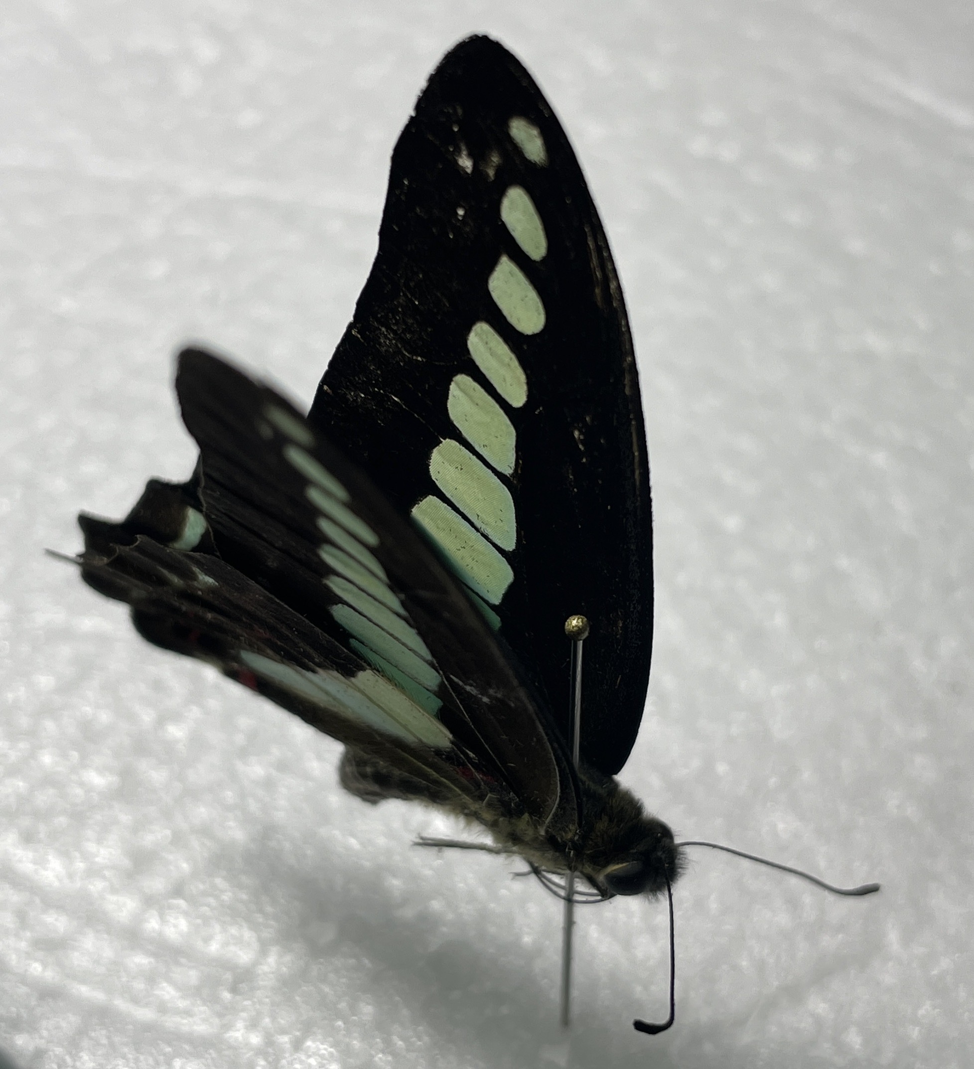 カーニバル、昆虫標本1 昆虫標本 - メルカリ