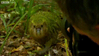 parrot_1.gif