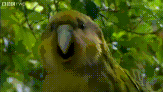 parrot_4.gif