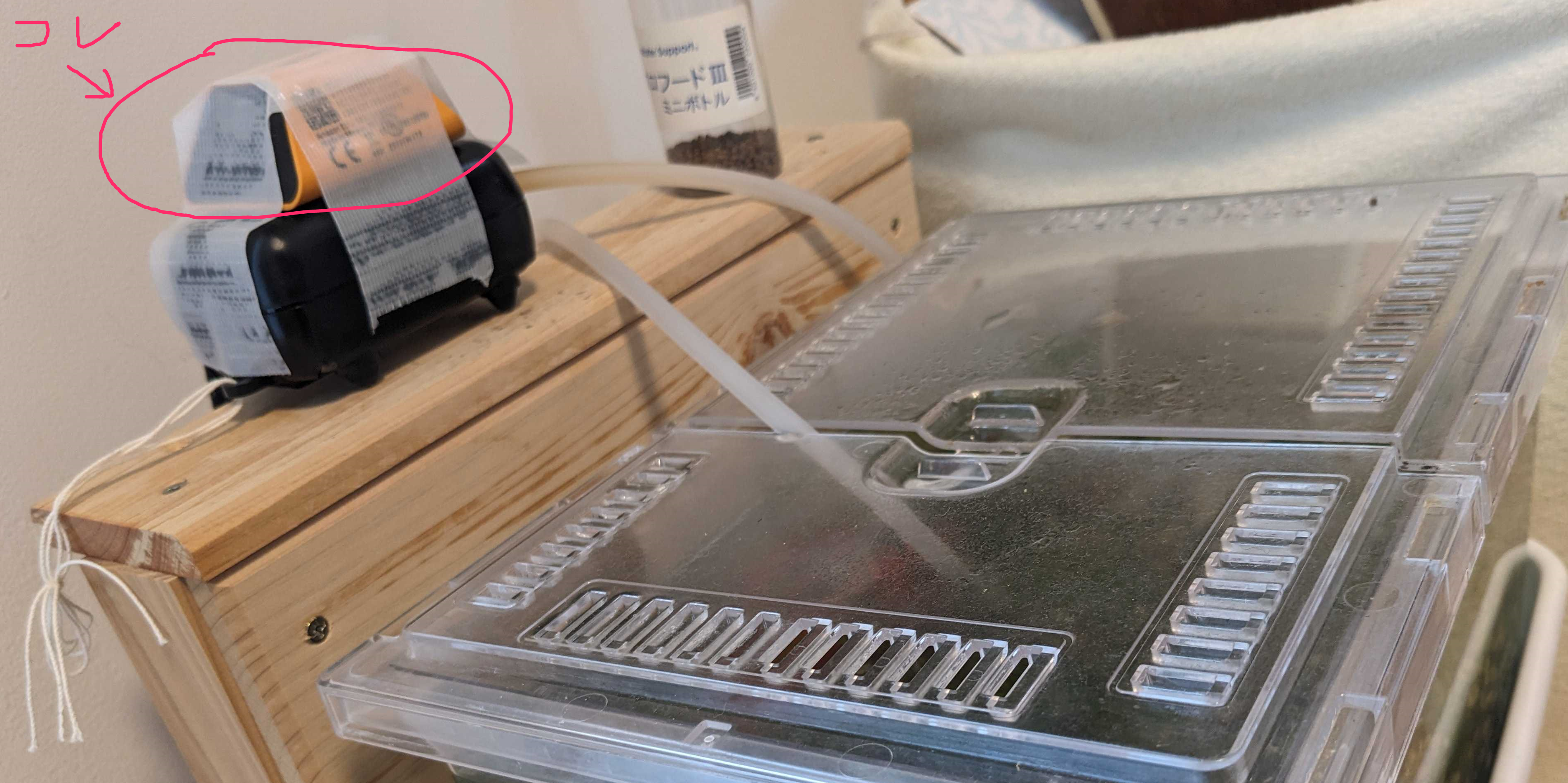 あじポン　引取　アネモネ　ＳＡＮＥＭＯＮＥＦＦ＋コイン不要機 作業用足首サポーター bonbone ドラゴンフライ 右用 M